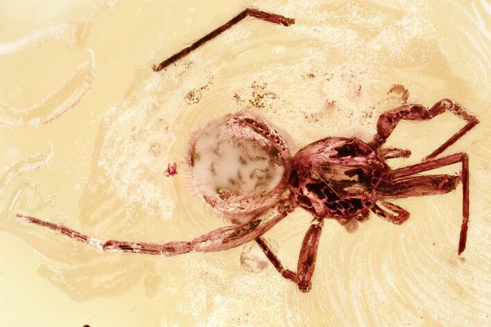 Detailed Fossil Spider (Araneae) In Baltic Amber #367501